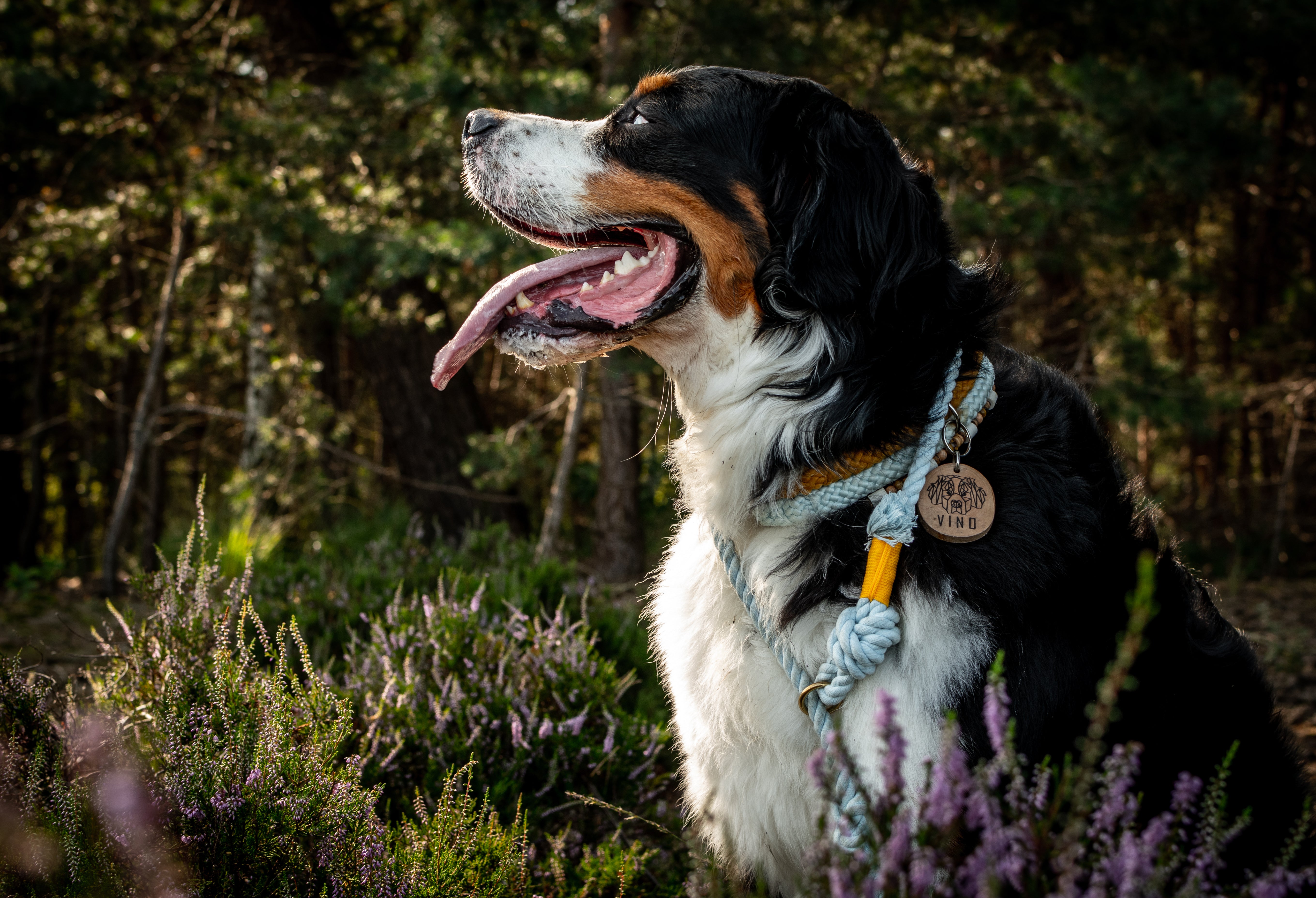 Cotton Dream - Jachtlijn