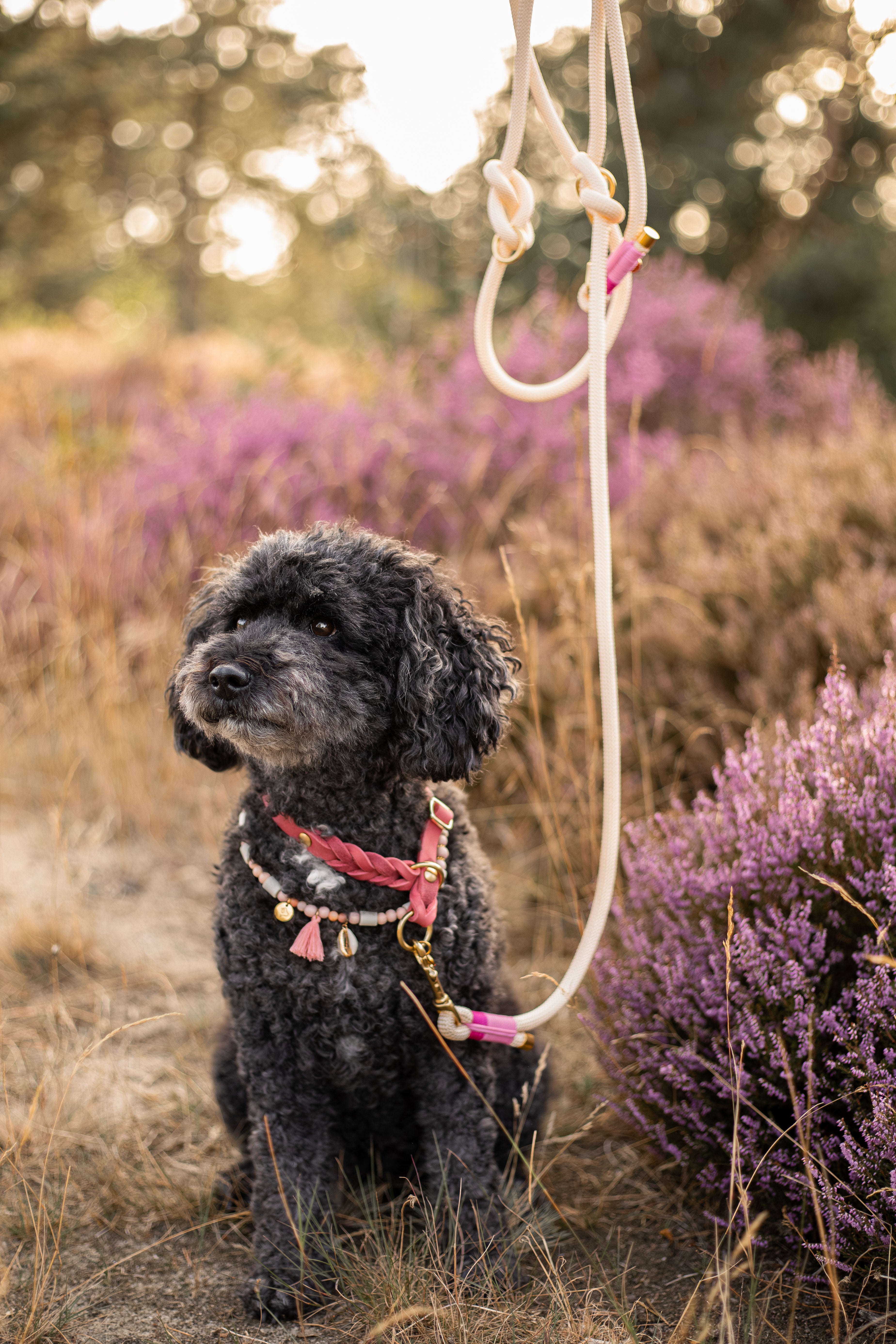 Sliphalsband vetleer