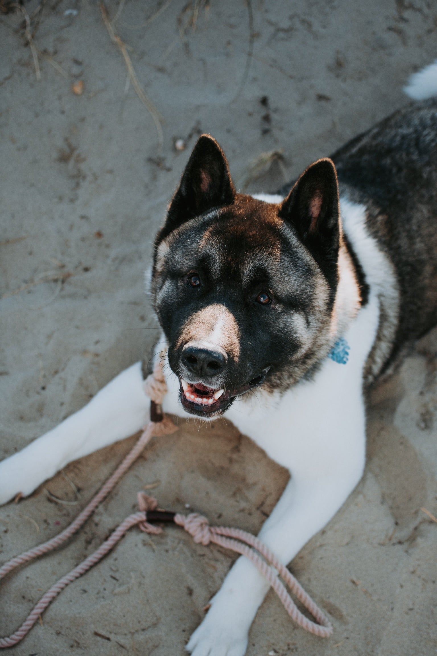 Cotton Dream - Jachtlijn